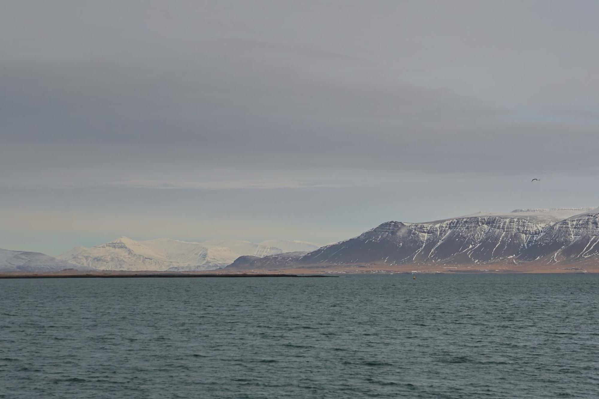 Floki'S Apartment Downtown. Reykjavík Dış mekan fotoğraf